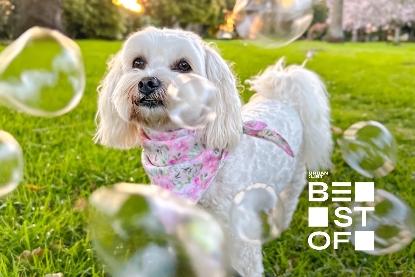 A dog enjoying dog bubbles.